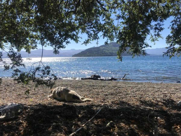 Parcelas en Lago Rupanco - Imagen 16